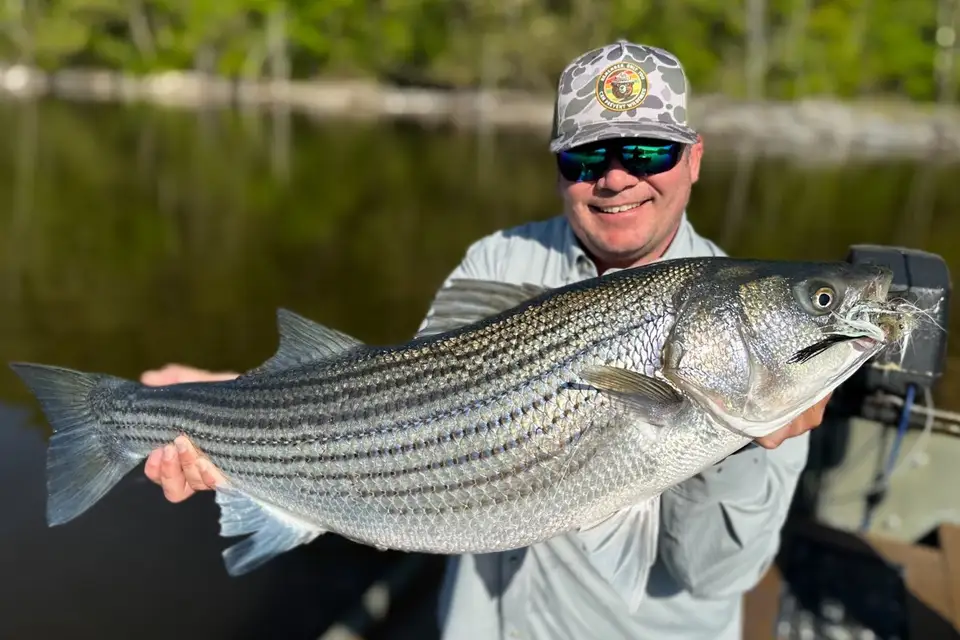 Hybrid Striped Bass Caught on Streamer