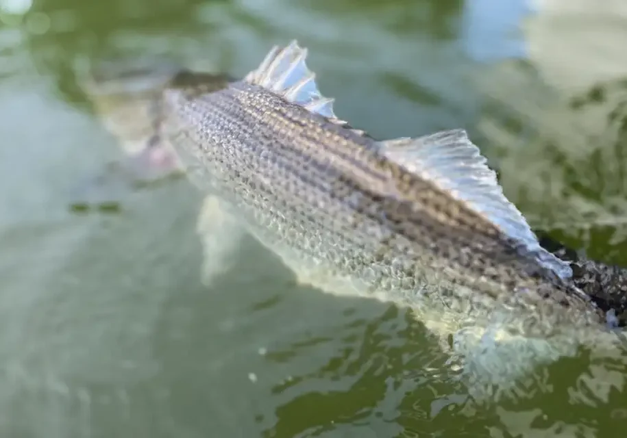 OldBlogImage_292374_60dc78fa9f72461b9aa770c07a243b3a~mv2 Releasing the striped bass back into the South Holston River to fight another day.